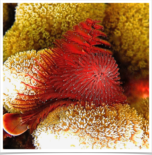 Christmas Tree Worm (Spirobranchus giganteus) with spiraling crowns of radioles. 